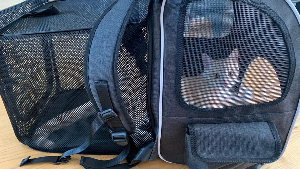 Eine Katze im Rucksack