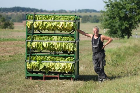 Landwirt Jens Vogel steht neben frisch geernteten Tabakblättern