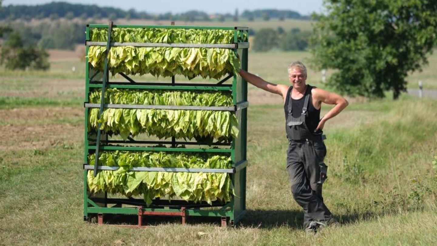 Landwirt Jens Vogel steht neben frisch geernteten Tabakblättern