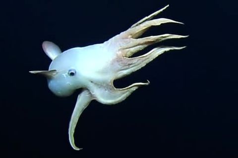 Seltene Aufnahmen: Kleiner Star der Tiefsee: Forscher filmen Dumbo-Oktopus