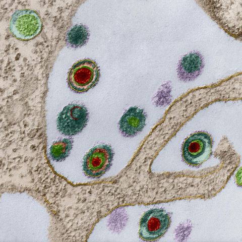 Herpes-Viren an der Oberfläche einer Zelle
