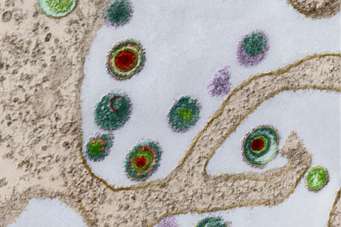 Herpes-Viren an der Oberfläche einer Zelle