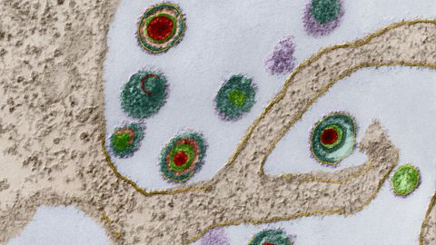 Herpes-Viren an der Oberfläche einer Zelle