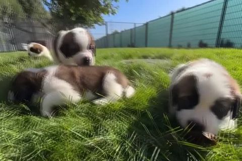 Video: Bernhardiner mit neuer Rolle