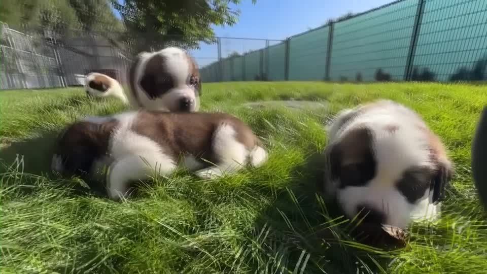 Video: Bernhardiner mit neuer Rolle