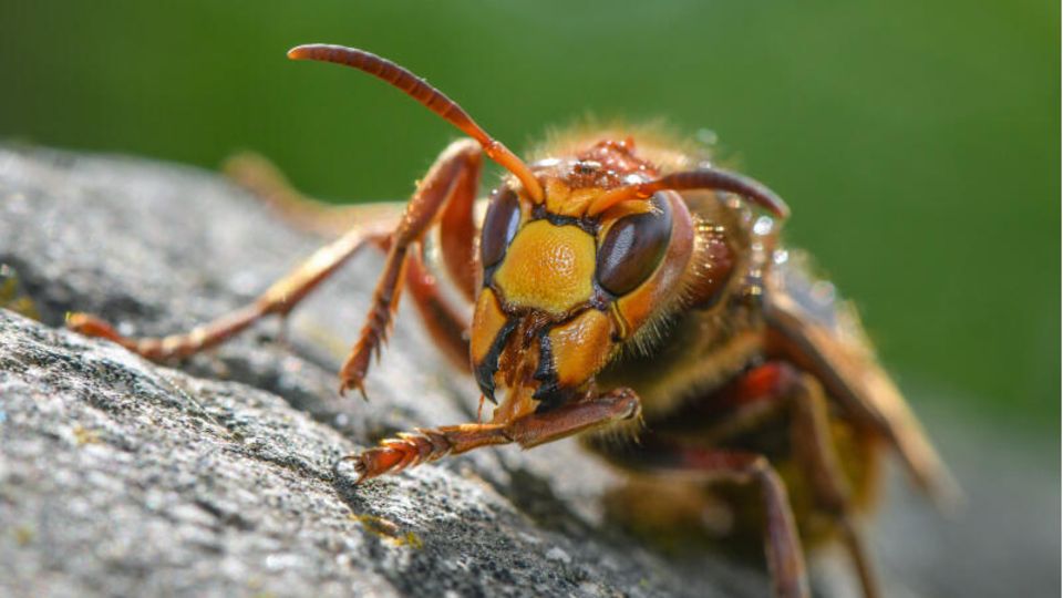 Hornissen gelten eigentlich als friedlich – die Schulklassen wurden trotzdem gestochen