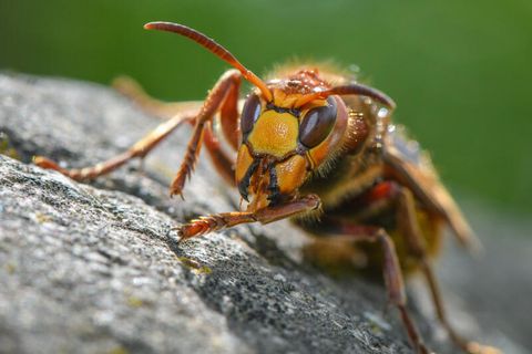 Hornissen gelten eigentlich als friedlich – die Schulklassen wurden trotzdem gestochen