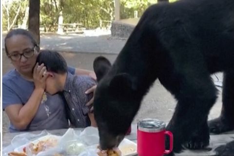 Hungriger Schwarzbär: Familie erstarrt bei ungebetenem Picknick-Gast