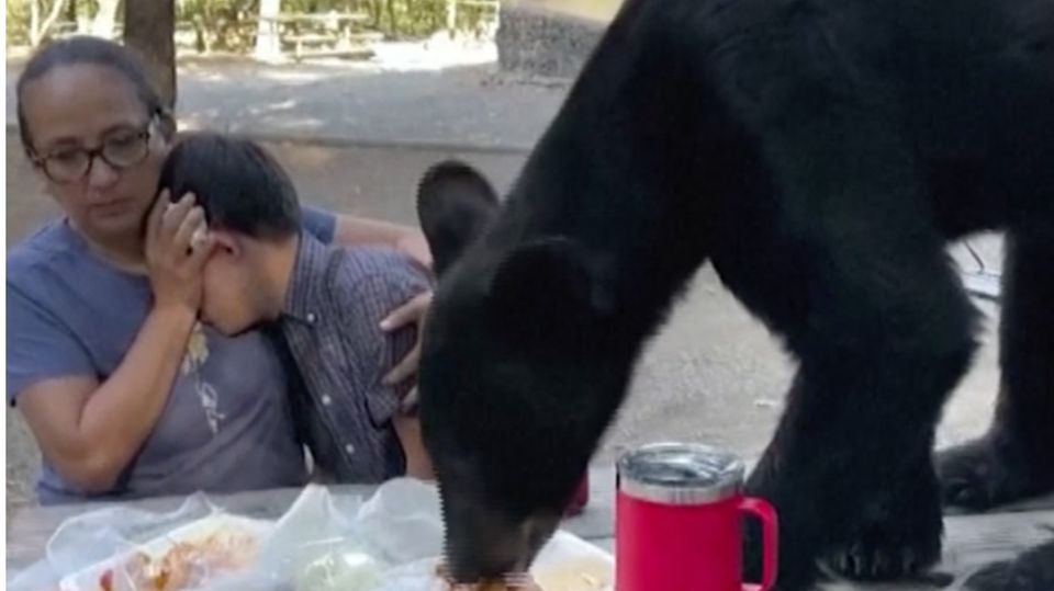 Hungriger Schwarzbär: Familie erstarrt bei ungebetenem Picknick-Gast Hungriger Schwarzbär: Familie erstarrt bei ungebetenem Picknick-Gast