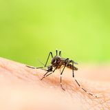 Starkregen und hohe Temperaturen sind perfekte Bedingungen für alle Arten von Mücken. Das bekommen aktuell auch die Bewohner und Besucher der beliebten spanischen Urlaubsinsel Mallorca zu spüren. Laut einem Bericht im "Mallorca Magazin" leidet die Insel derzeit unter einer Mückenplage. Die Asiatische Tigermücke soll demnach noch bis mindestens Mitte Oktober auf Mallorca wüten. Gleiches gilt für Kakerlaken, die sich derzeit vor allem in Wohnhäusern tummeln. Das ist zwar kein ungewöhnliches Ereignis um diese Jahreszeit, sorgt allerdings für jede Menge Unmut in den betroffenen Regionen. Um sich vor einem Mückenstich zu schützen, raten Experten dazu, stehende Gewässer zu meiden und auf einen guten Mückenschutz zu setzen. 