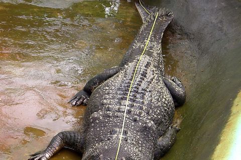 Zoologe Adam Britton