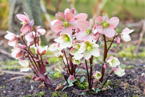 Rosaferbene Christrosen im Garten