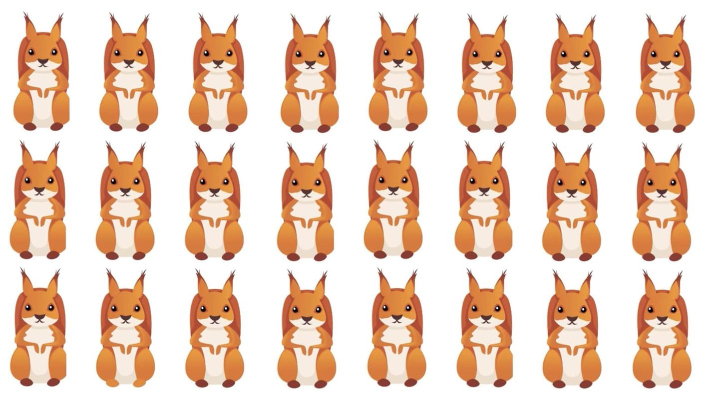 Suchbild in 15 Sekunden: Augentest: Eines dieser Eichhörnchen tanzt aus der Reihe – können Sie es finden?
