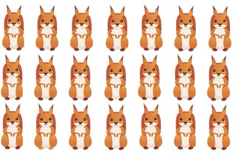 Augentest: Eines dieser Eichhörnchen tanzt aus der Reihe – können Sie es finden?