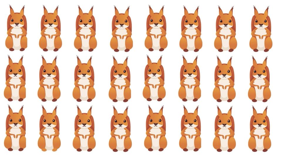 Augentest: Eines dieser Eichhörnchen tanzt aus der Reihe – können Sie es finden?