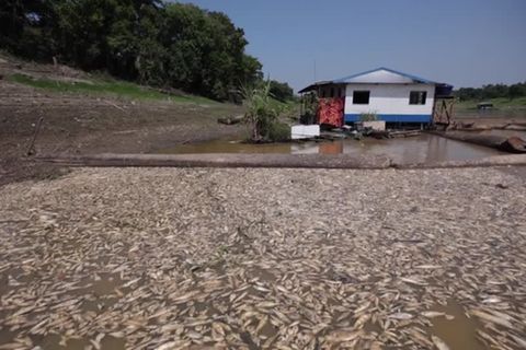 Video: Fischsterben durch Dürre am Amazonas