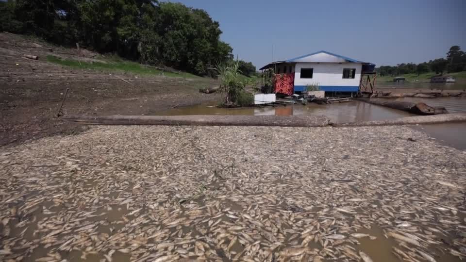 Video: Fischsterben durch Dürre am Amazonas