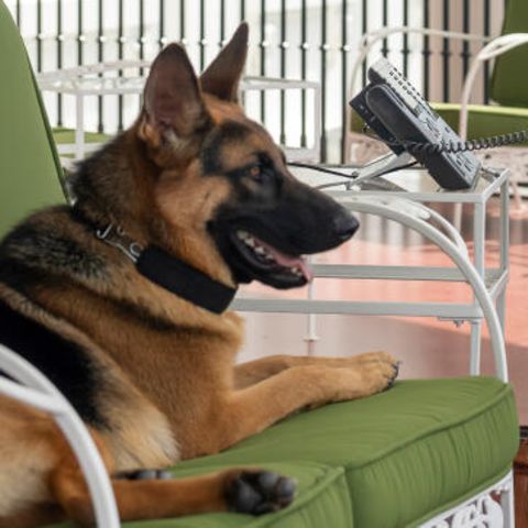 US-Präsident Joe Biden telefoniert auf dem Truman-Balkon im Weißen Haus, während sein Hund Commander neben ihm auf dem Sofa liegt