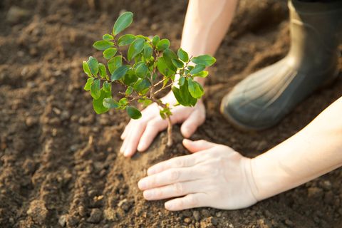 Baum wird eingepflanzt