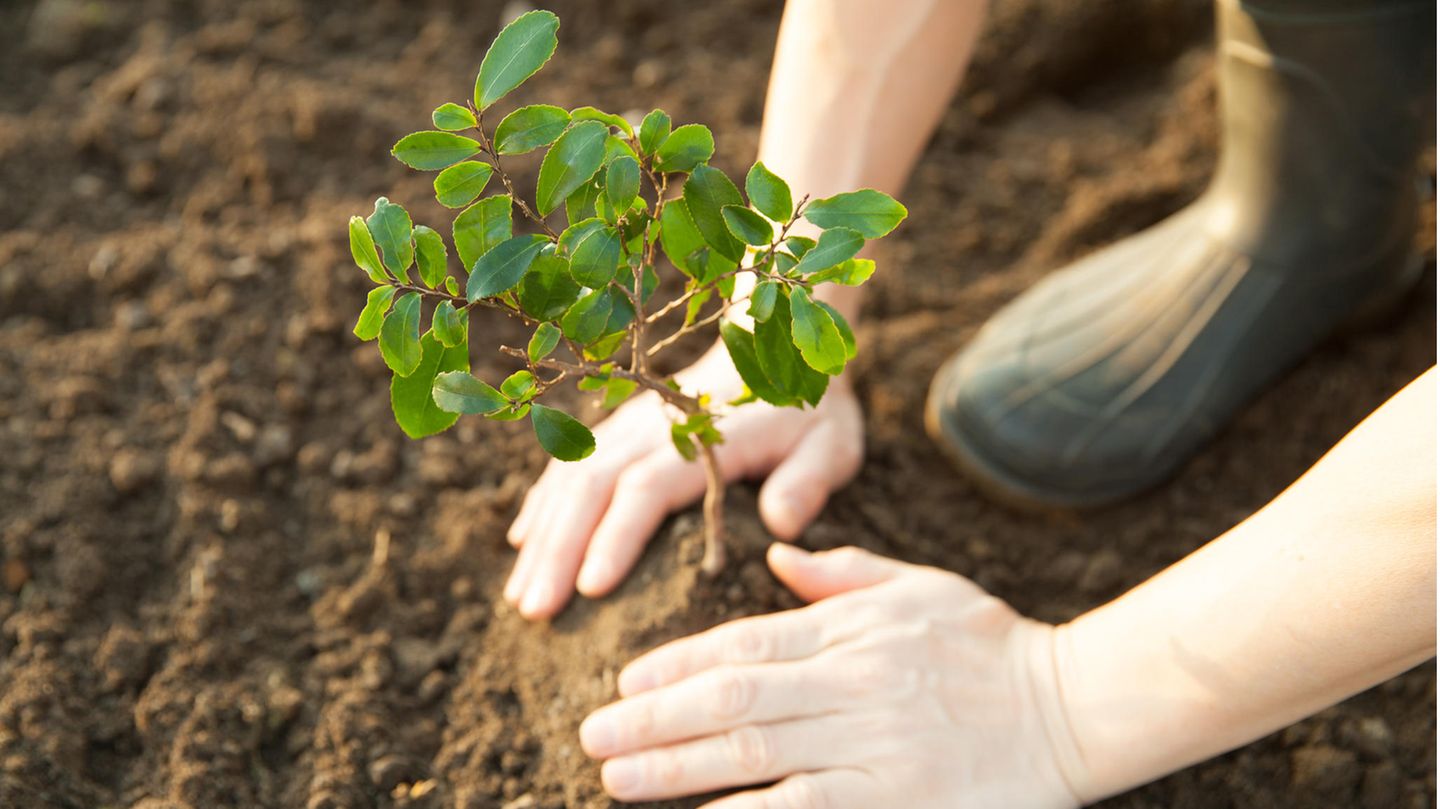 Baum wird eingepflanzt