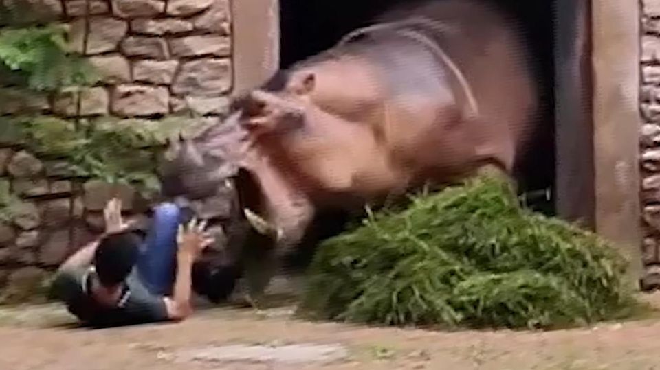 In Lebensgefahr: Nilpferd attackiert Tierpfleger.