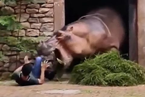 In Lebensgefahr: Nilpferd attackiert Tierpfleger.