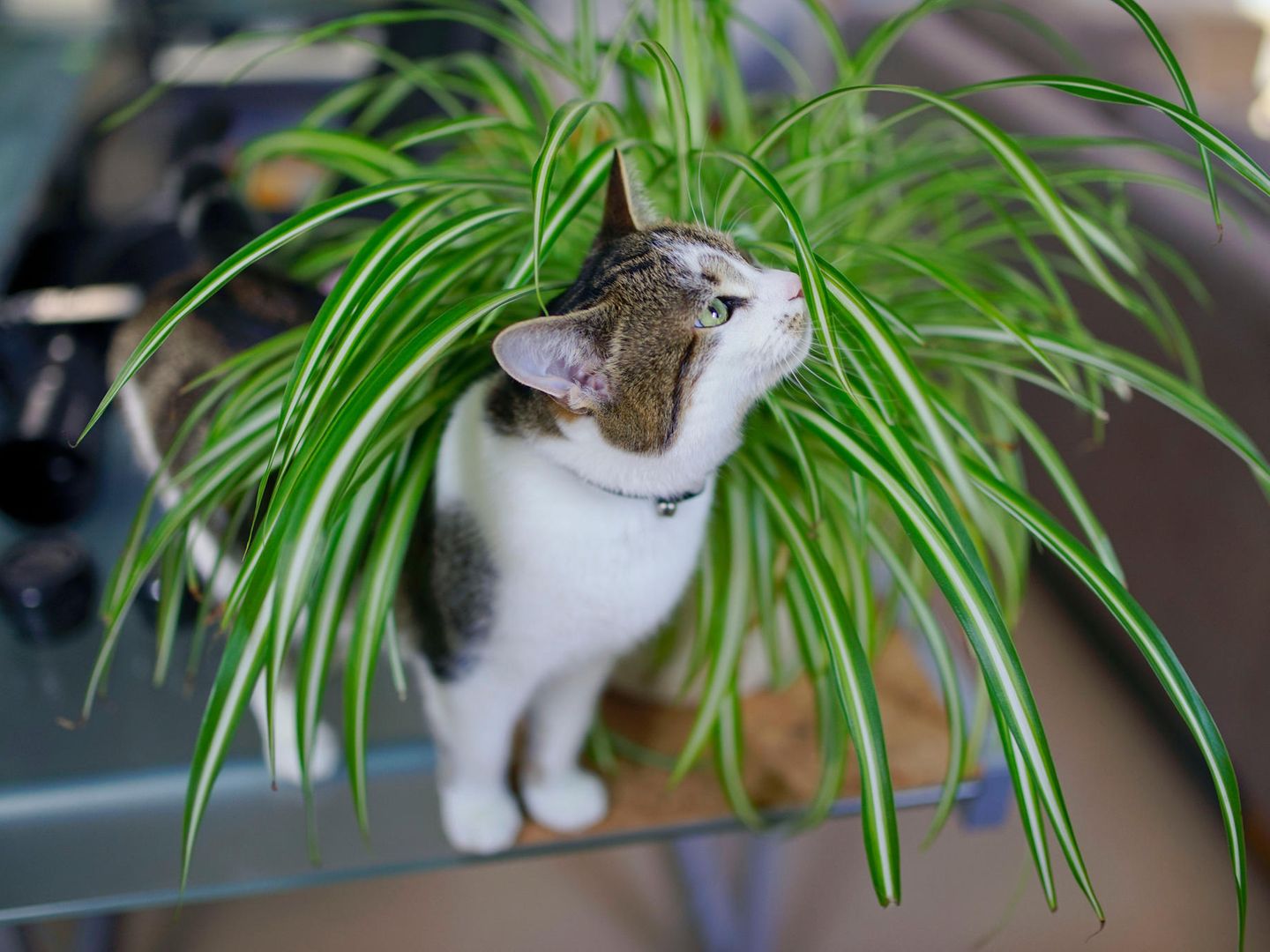 Ungiftige Pflanzen fr Katzen: Diese Gewchse sind geeignet | STERN.de