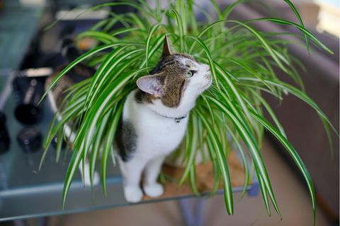 Eine Katze riecht an einer Zimmerpflanze