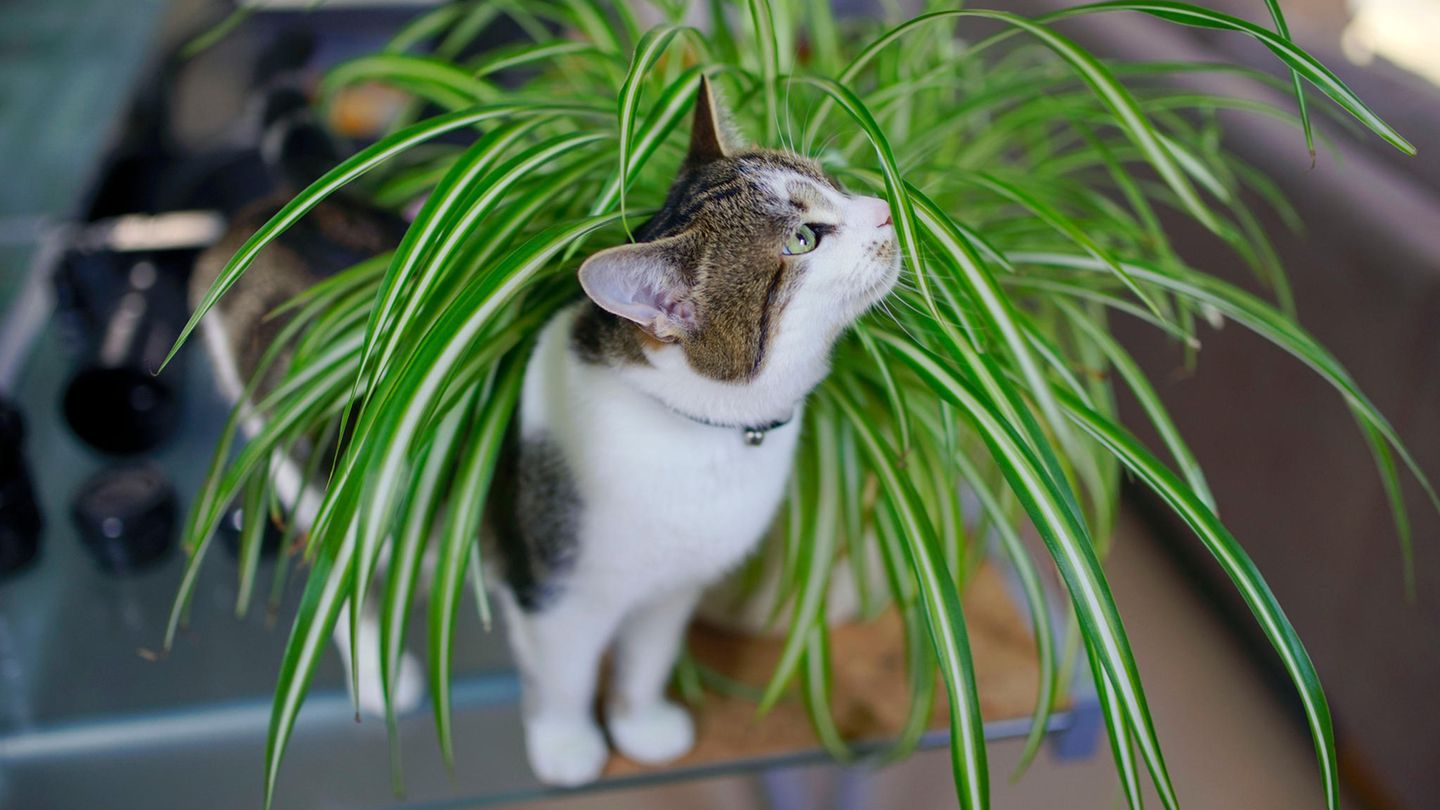 Eine Katze riecht an einer Zimmerpflanze