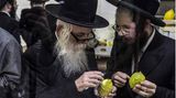 Jerusalem: Ultraorthodoxe Juden inspizieren eine Zitrusfrucht für ein jüdisches Fest