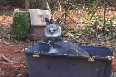 Video: Ausgewildert: Majestätisch zurück in die Freiheit