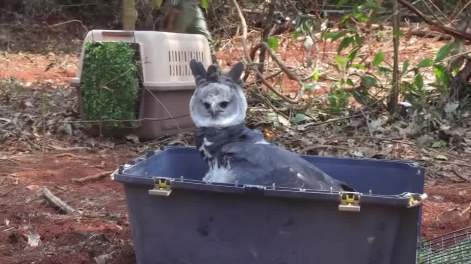 Video: Ausgewildert: Majestätisch zurück in die Freiheit