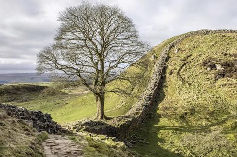 "Robin-Hood-Baum": Der Sycamore Gap Tree in England ist illegal gefällt worden