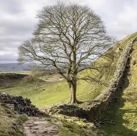 "Robin-Hood-Baum": Der Sycamore Gap Tree in England ist illegal gefällt worden
