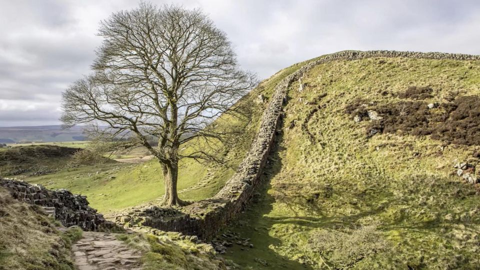 "Robin-Hood"-Baum: Sycamore Gap Tree  in England ist illegal gefällt worden