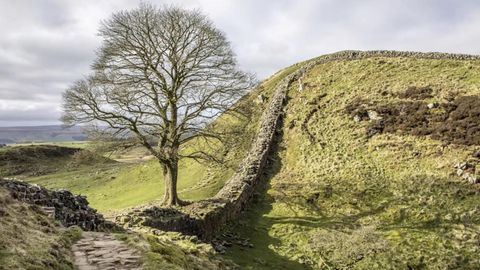 "Robin-Hood"-Baum: Sycamore Gap Tree  in England ist illegal gefällt worden