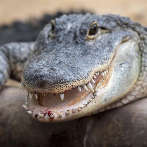 Alligator
