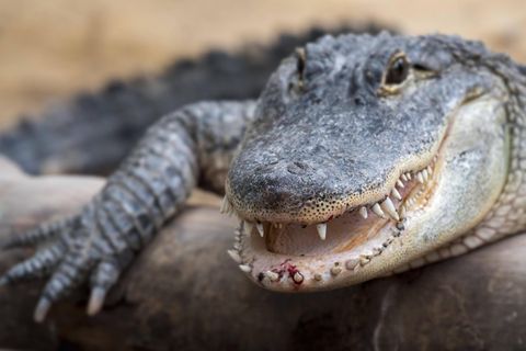 Alligator