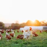 Viele Hühner laufen in der Abendsonne über eine Wiese