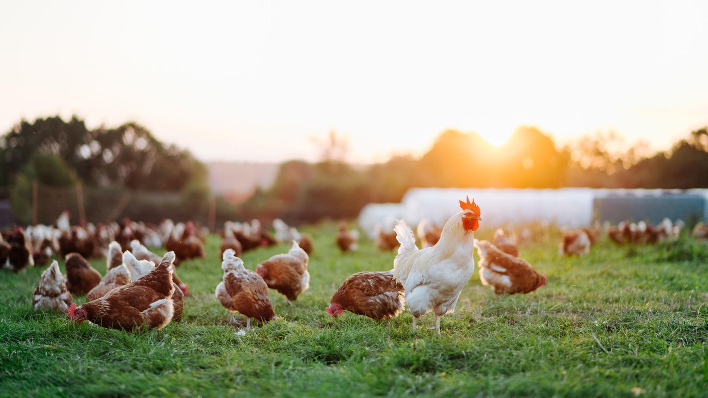 Behauptung: Vegetarische Ernährung ist besser für Klima und Umwelt Viele Hühner laufen in der Abendsonne über eine Wiese