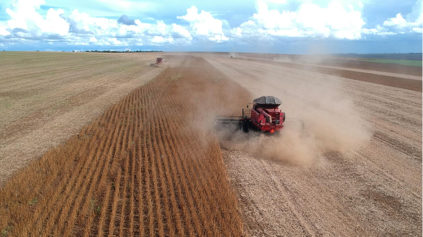 Behauptung: Durch Fleischersatzprodukte wie Soja schaden Vegetarier dem Planeten genauso Eine Landmaschine erntet Sojabohnen auf einem Feld in Brasilien
