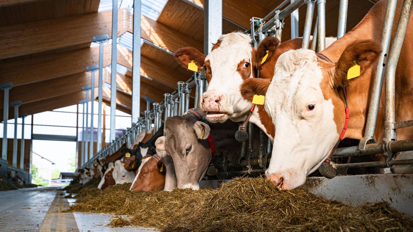 Behauptung: Vegetarische Ernährung schützt Tiere Milchkühe fressen Heu im Stall