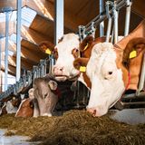 Milchkühe fressen Heu im Stall
