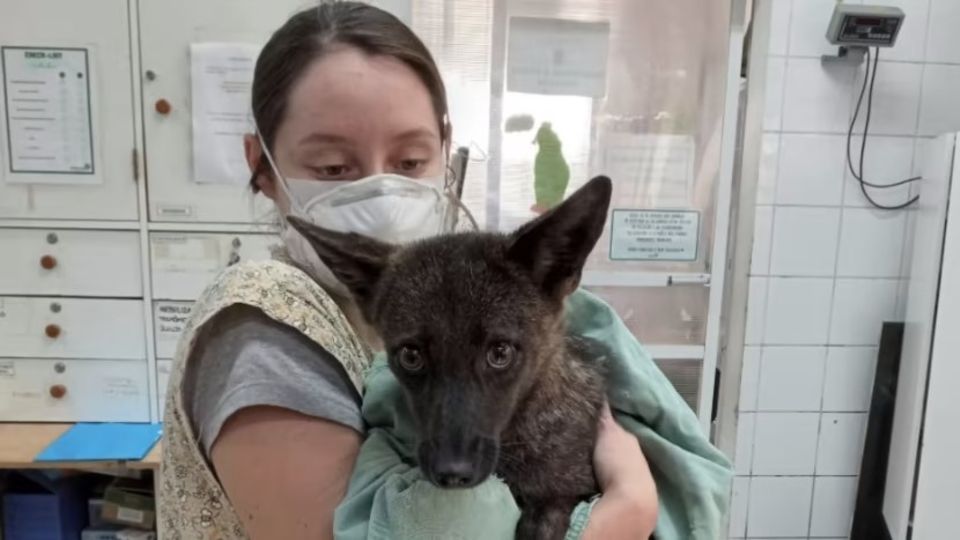 Flavia Ferrari mit dem Hybriden aus Fuchs und Hund