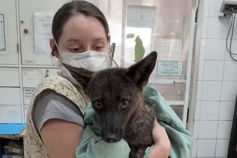Flavia Ferrari mit dem Hybriden aus Fuchs und Hund