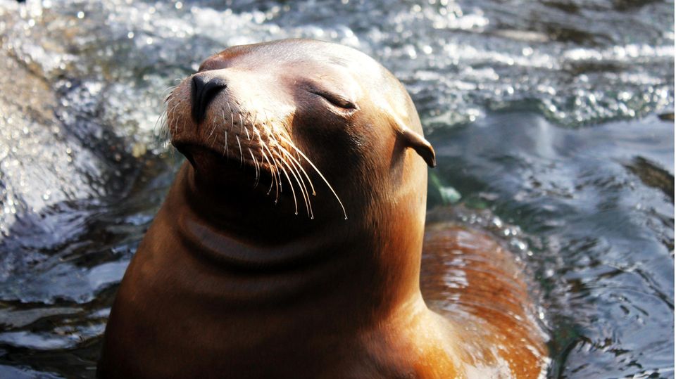 Seelöwin mit geschlossenen Augen
