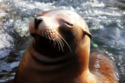 Seelöwin mit geschlossenen Augen