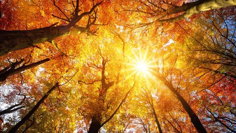 Der Oktober startet mit viel Sonnenschein und heißen Temperaturen. 