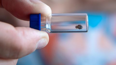 Bettwanzen werden bis zu 5,5 Millimeter groß. In Frankreich sorgen die Insekten derzeit für Aufregung.