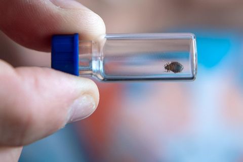 Bettwanzen werden bis zu 5,5 Millimeter groß. In Frankreich sorgen die Insekten derzeit für Aufregung.